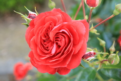 岡崎公園のバラ