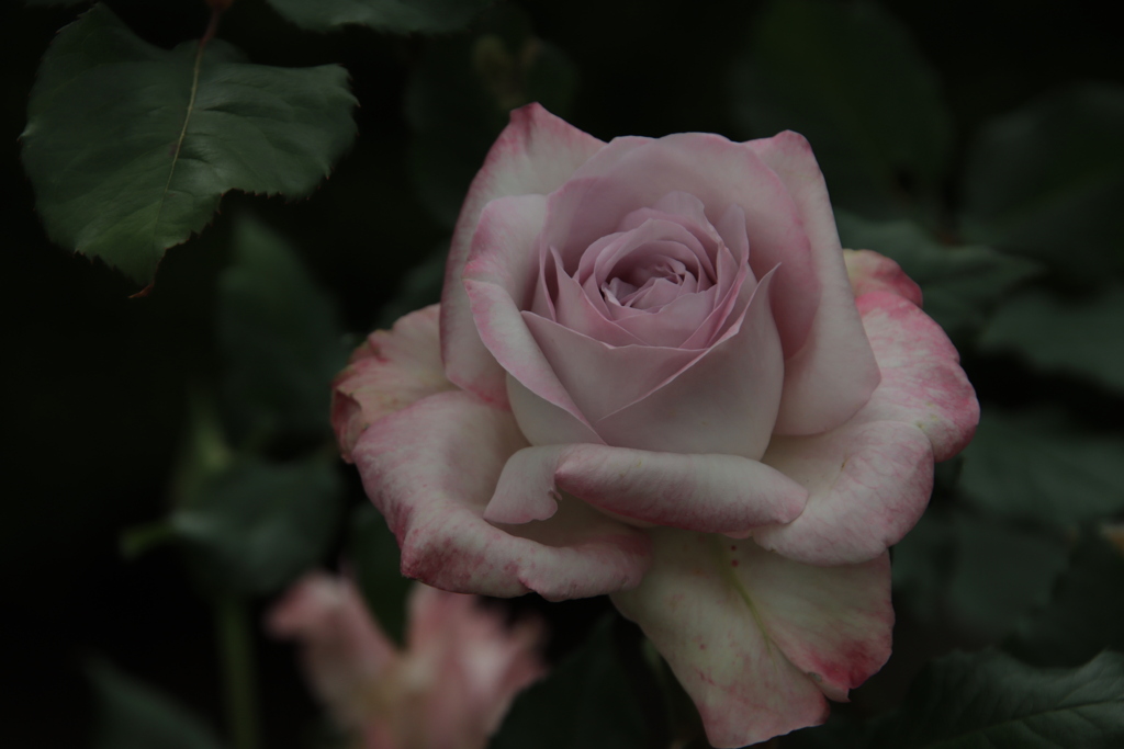 岡崎公園の薔薇