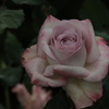 岡崎公園の薔薇