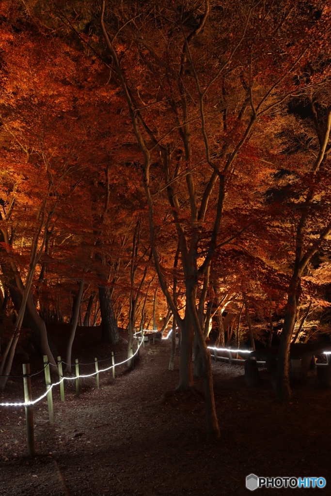 東公園紅葉まつりライトｱｯﾌﾟ