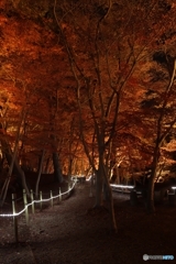 東公園紅葉まつりライトｱｯﾌﾟ