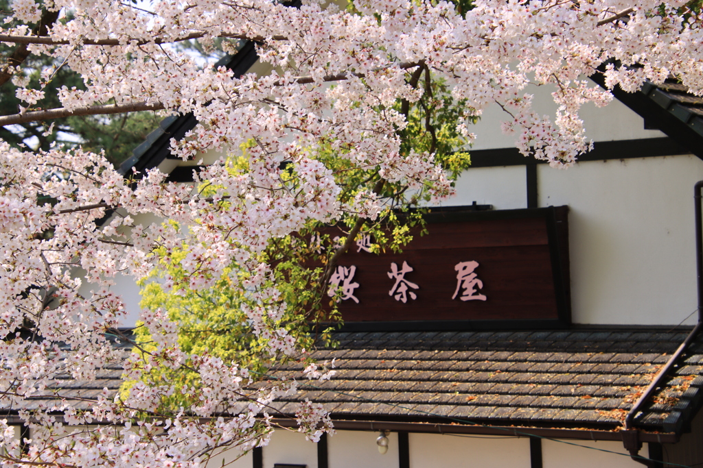 岡崎公園にて