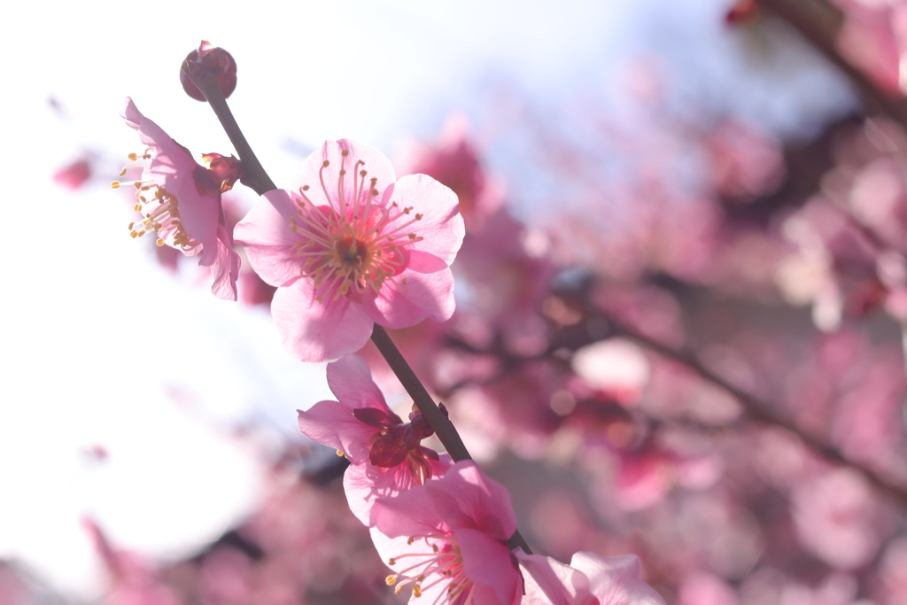 岡崎公園にて