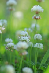 ちいさき花