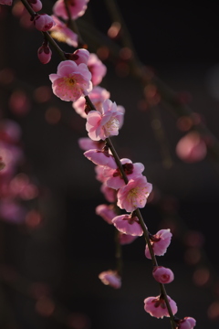 岡崎天満宮にて