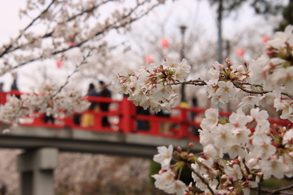 岡崎公園にて