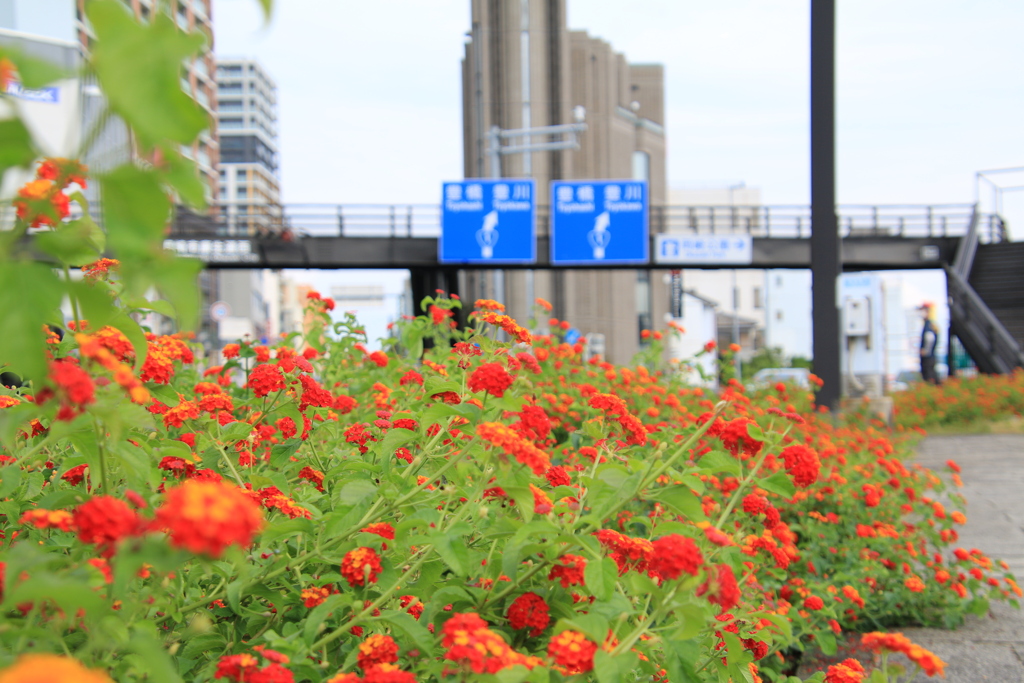 岡崎公園