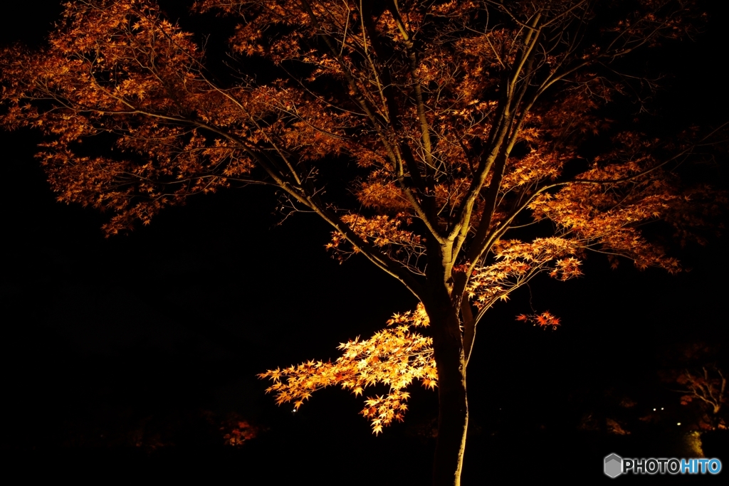 東公園紅葉まつりライトｱｯﾌﾟ