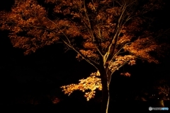 東公園紅葉まつりライトｱｯﾌﾟ