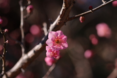 岡崎公園にて