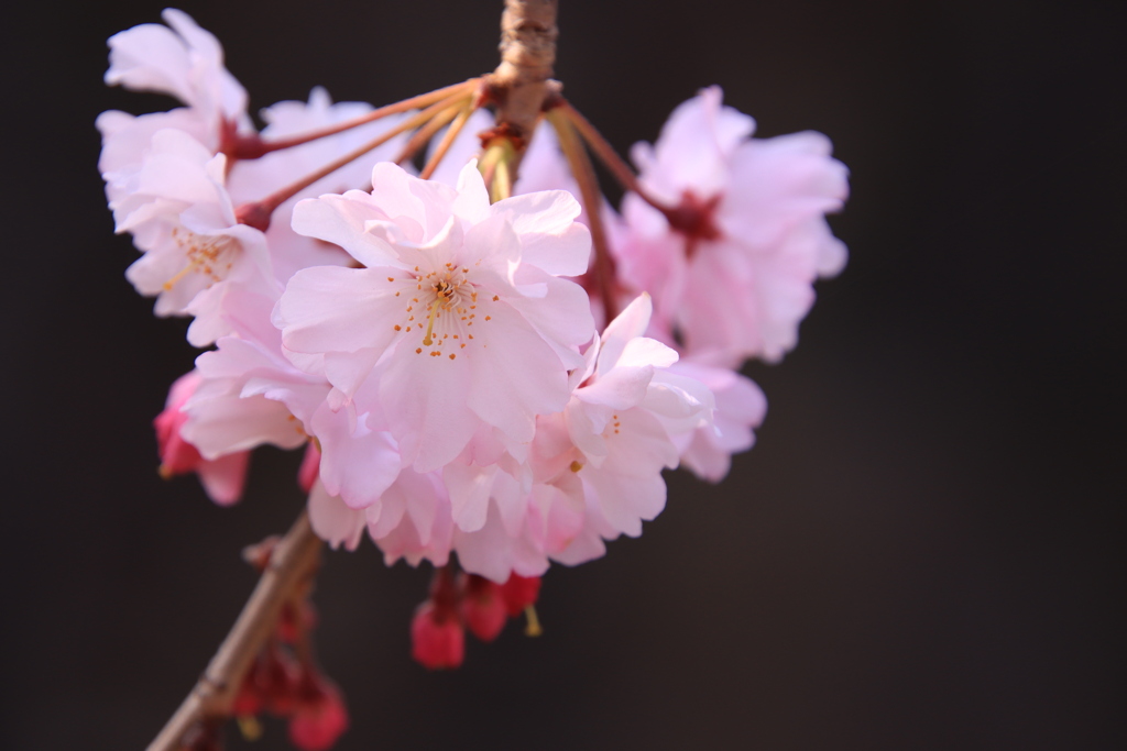 岡崎公園にて