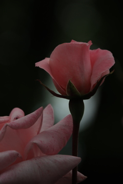 岡崎公園の薔薇