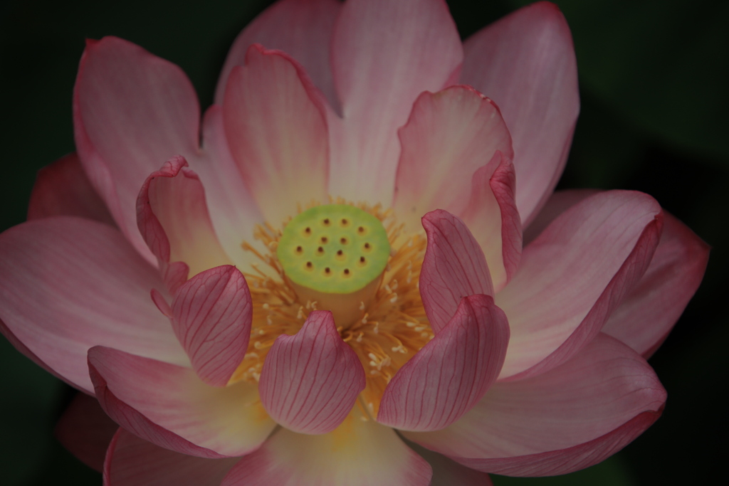 伊賀八幡宮　蓮池にて