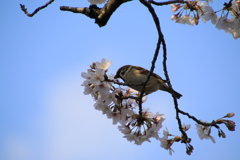 岡崎公園にて3