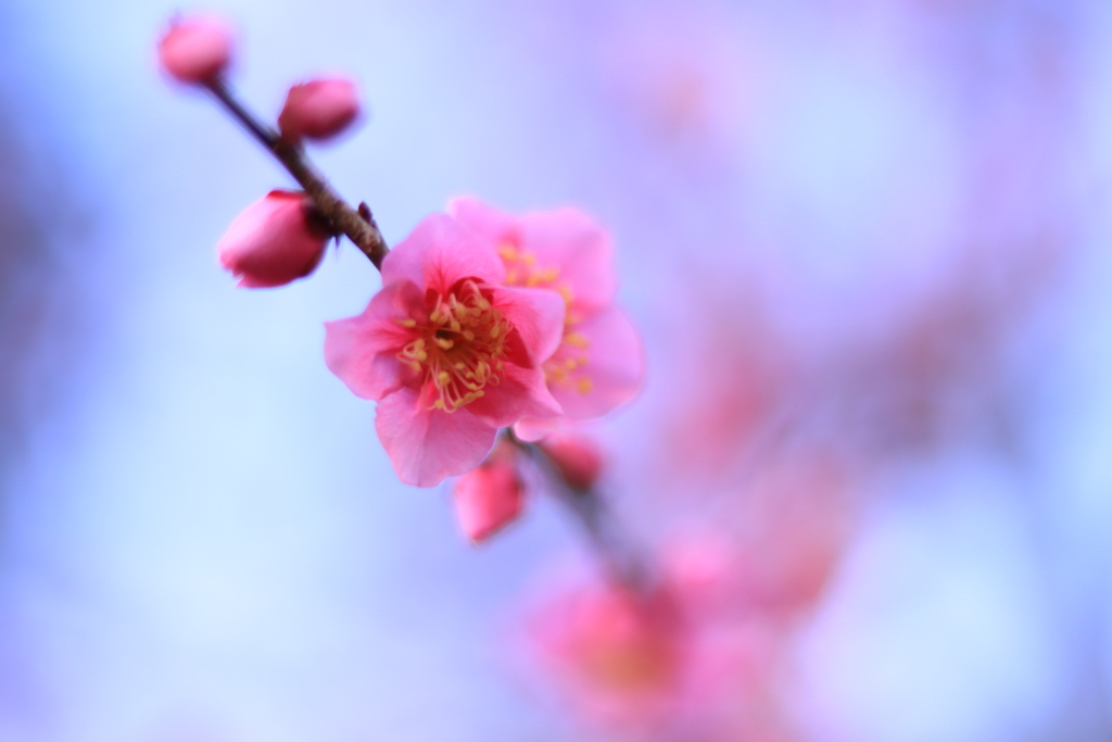 岡崎公園にて