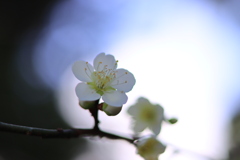 岡崎公園にて