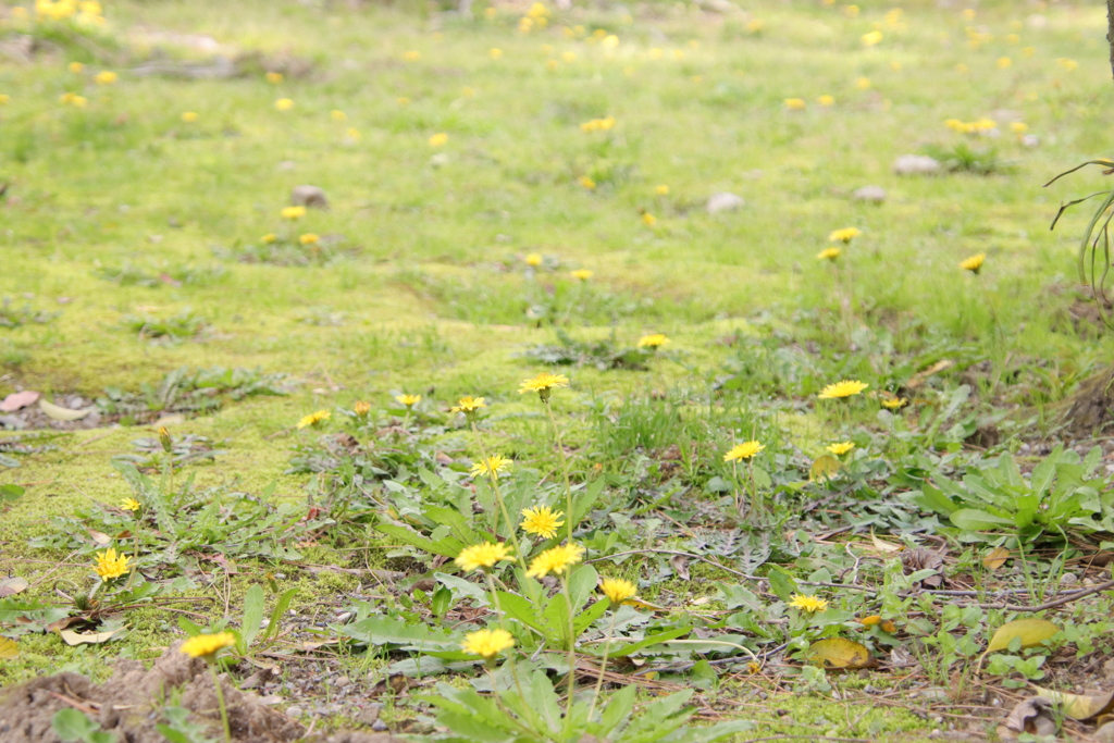 岡崎公園にて