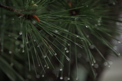 雨