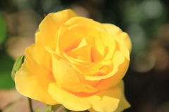 岡崎公園のバラ