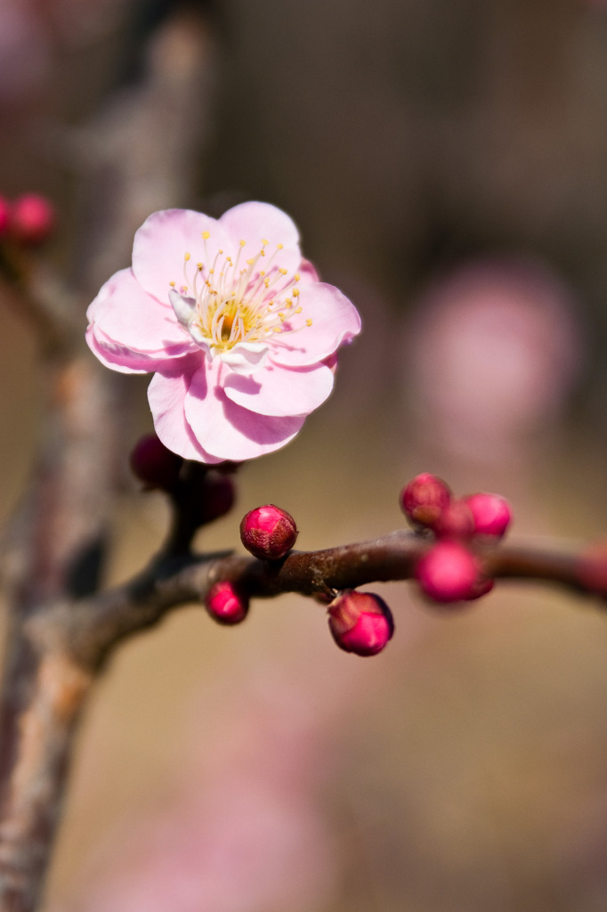 梅の花