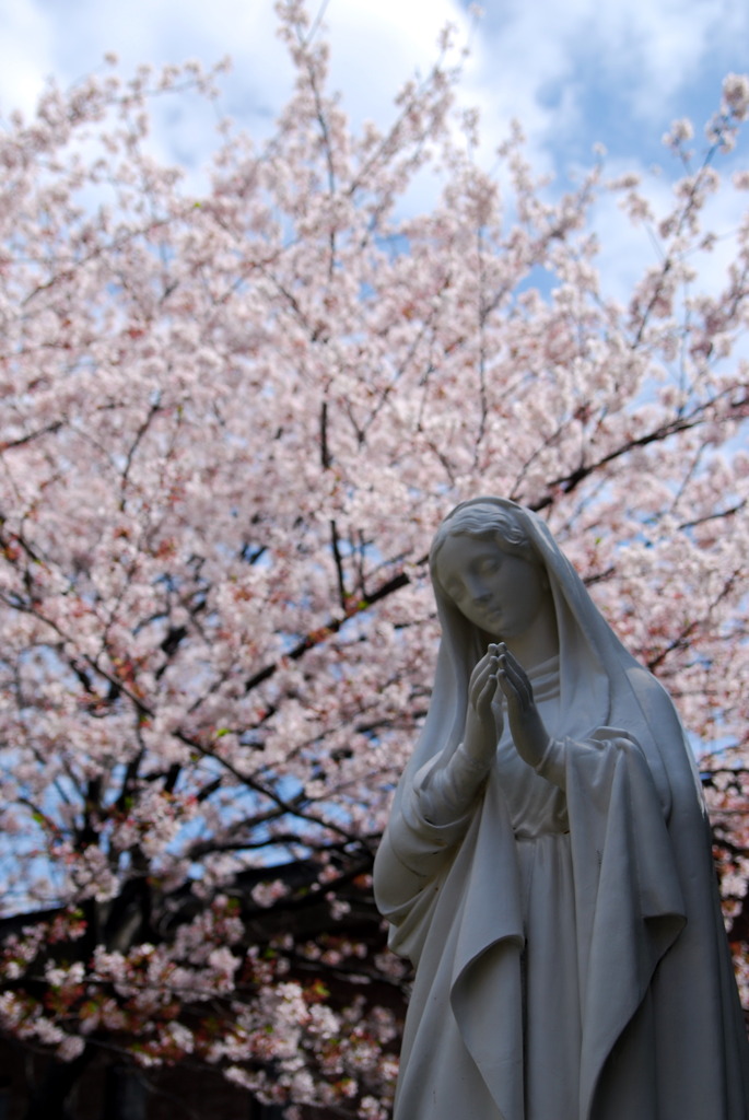 桜の下で