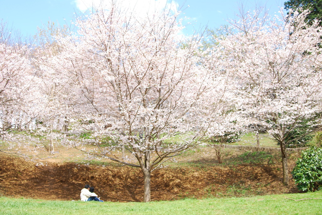 sakura