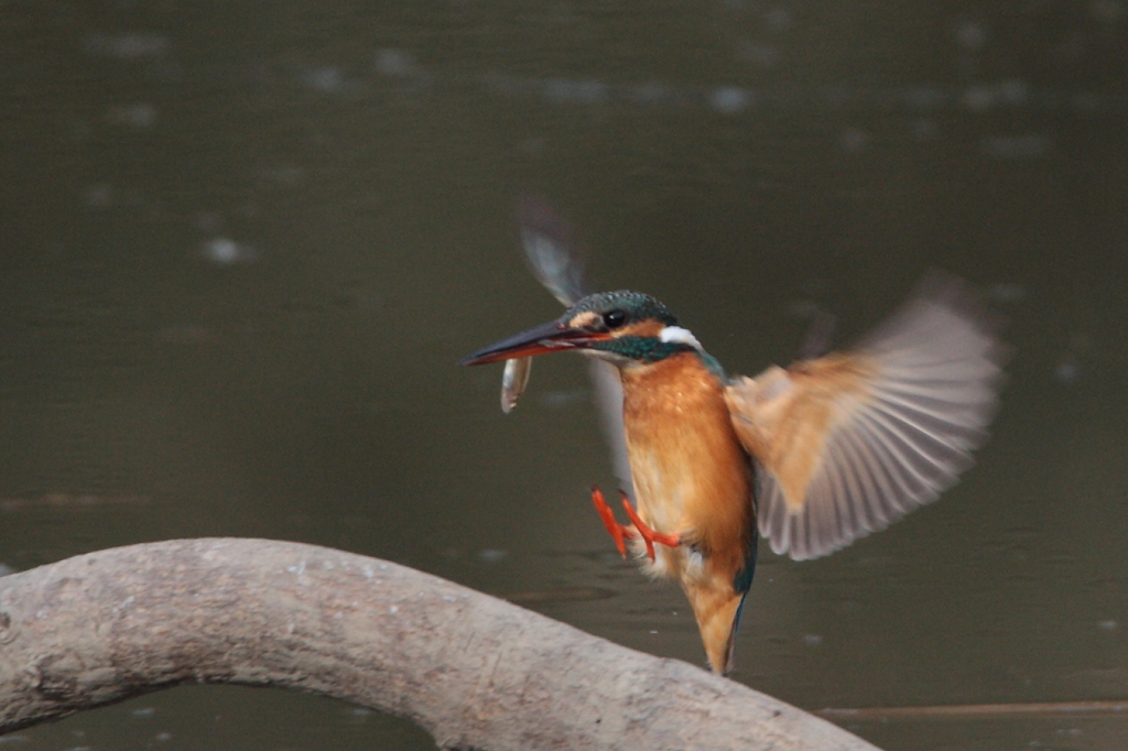 Landing