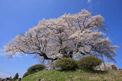 桜花爛漫