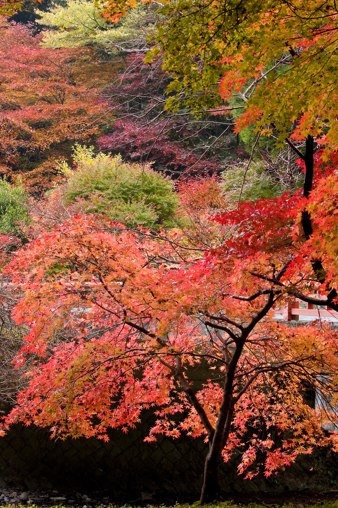 紅葉