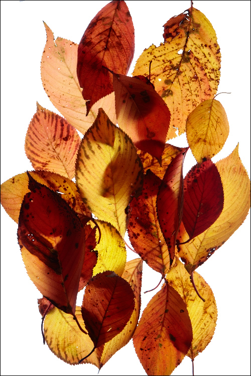 紅葉した桜の葉