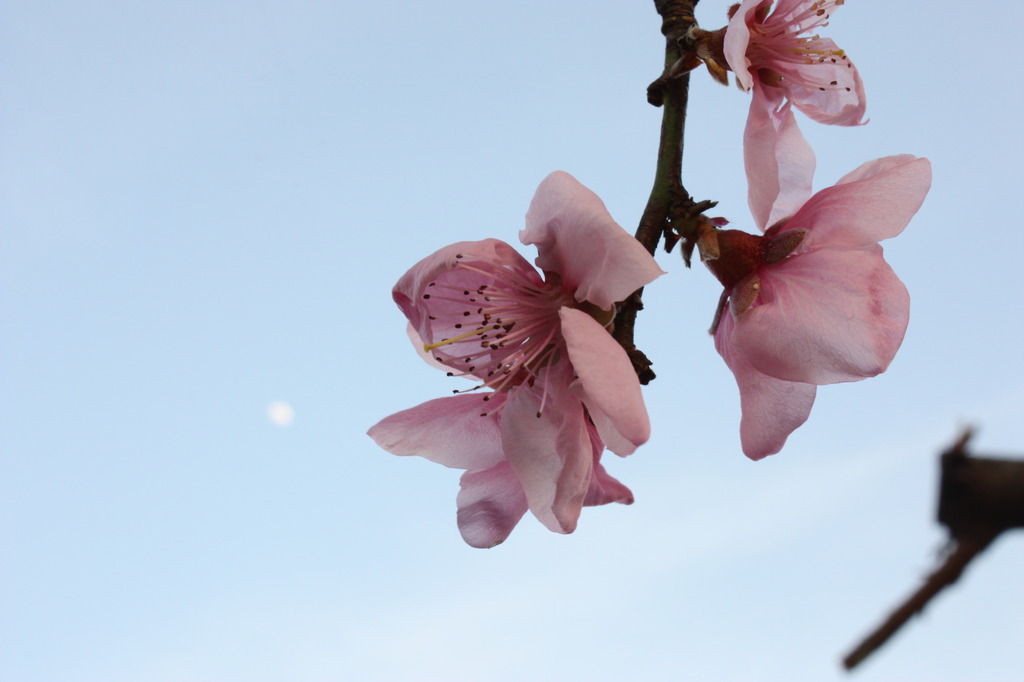 桜と月。