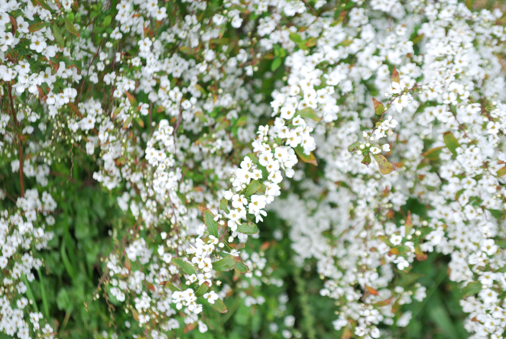 雪花