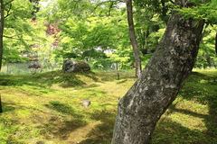 永観堂　新緑のもみじ