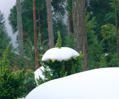 冠雪