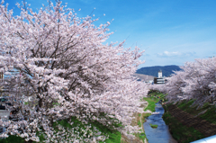 佐保川