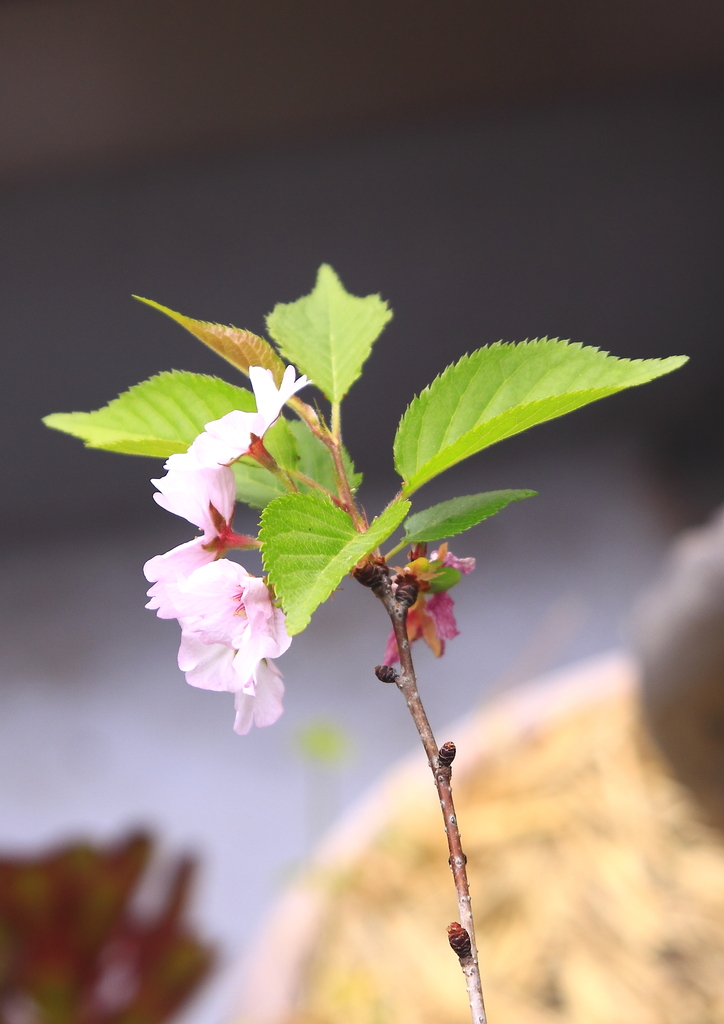 私の家の桜
