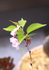 私の家の桜