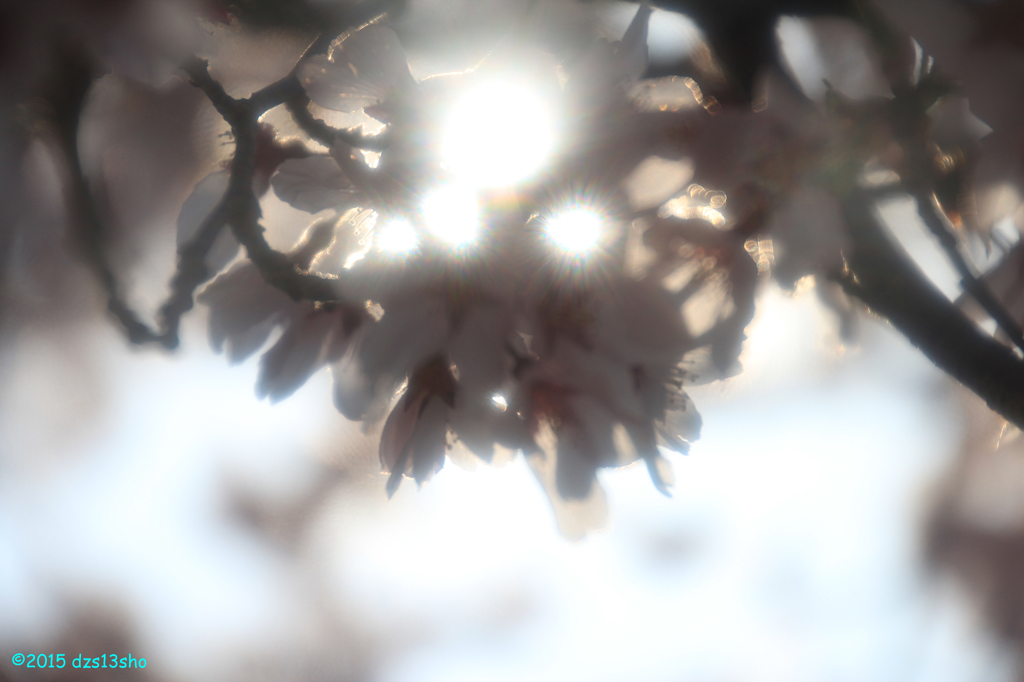 高遠の桜、朝日が射して