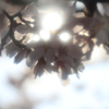 高遠の桜、朝日が射して