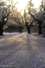 桜の光のある道で