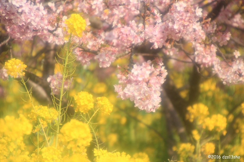 河津桜と菜の花