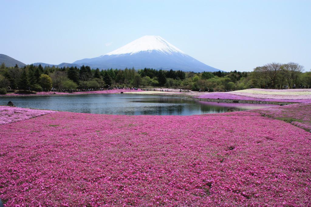 富士山と芝桜