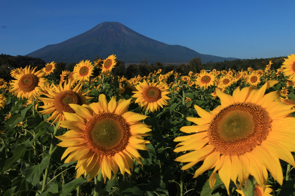 富士山とひまわり