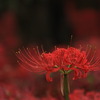 crimson