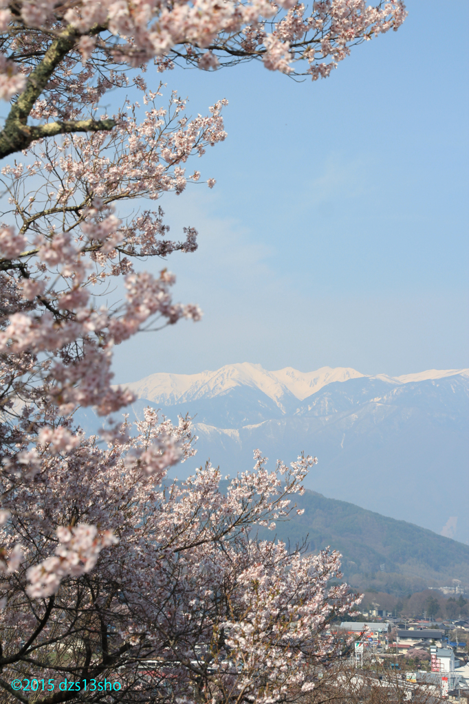 高遠の桜と中央アルプス