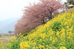 河津桜と菜の花