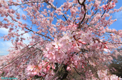 しだれ桜