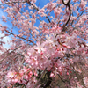 しだれ桜