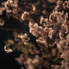 夜桜 2