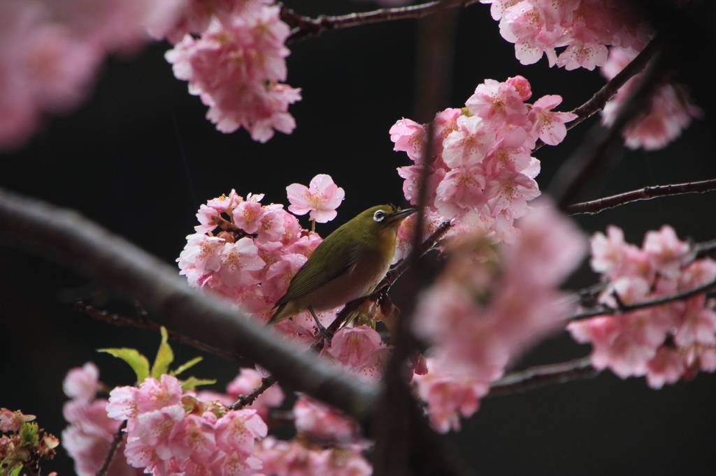 桜にミドリ